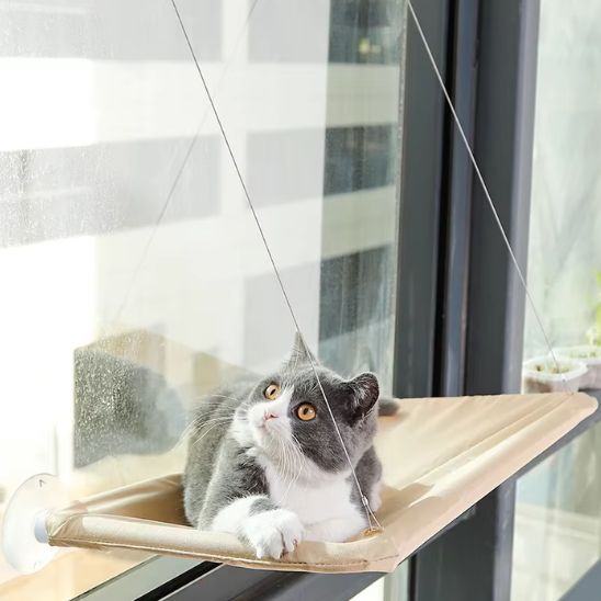 chat observe exterieur sur hamac chat fenetre