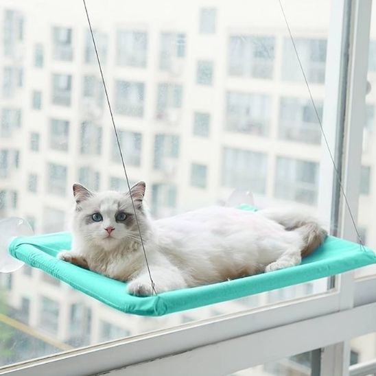 chat allonge sur hamac chat fenetre bleu
