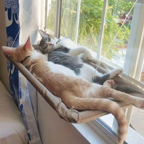 chat allonge sur hamac chat fenetre