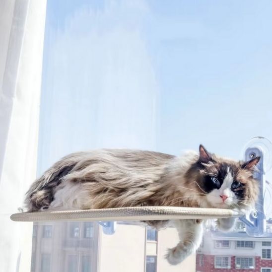 felin endormi hamac pour chat fenetre