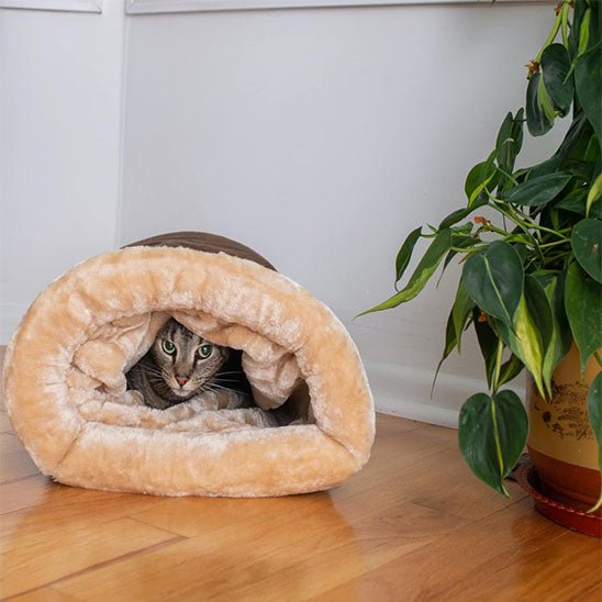 chat blotti dans niche chat marron