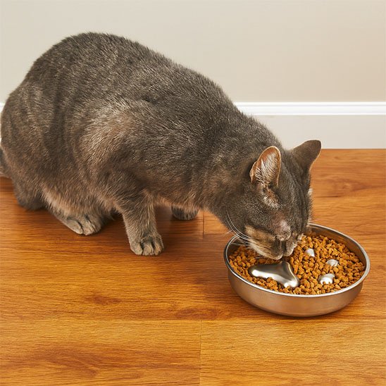 Chat mange gamelle anti glouton chat parcours alimentaire pour alimentation contrôlée"