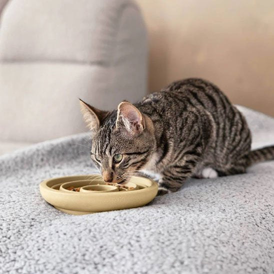 chat mangeant dans gamelle anti glouton chat spirale céramique ralentisseur