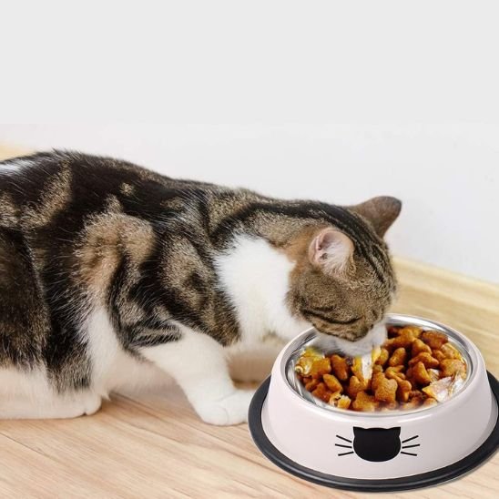 Chat mangeant dans gamelle chat inox blanc avec rebord anti-éclaboussures