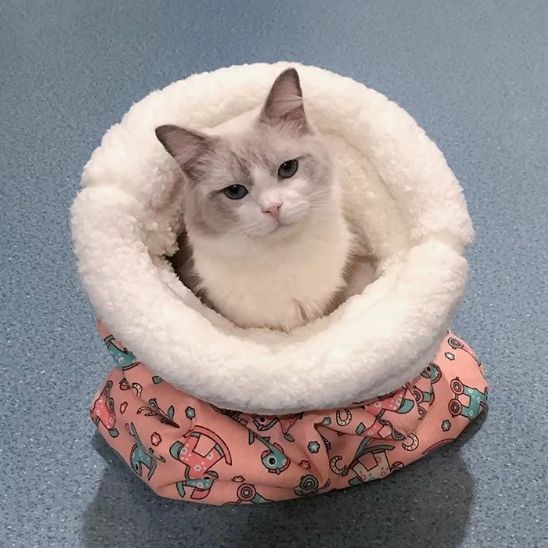 chat panier forme sac rose