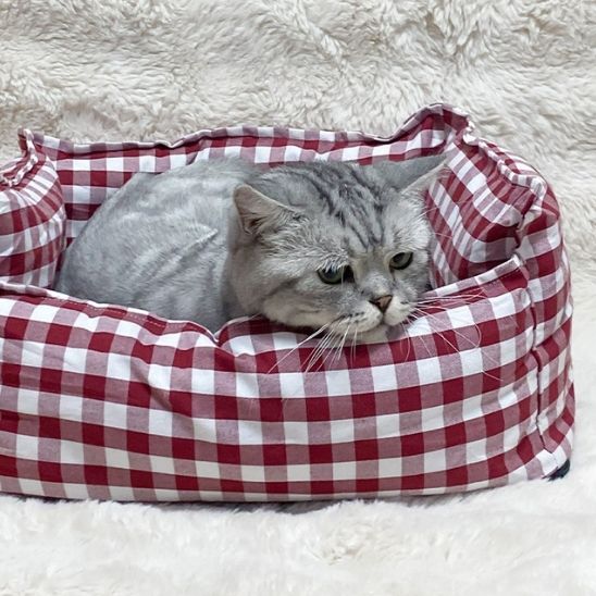 chat panier lavable