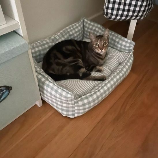chat panier vichy relax