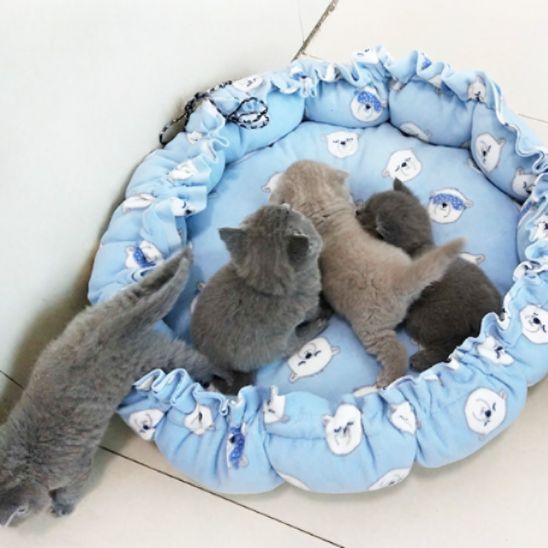coussin a chat chaton confort