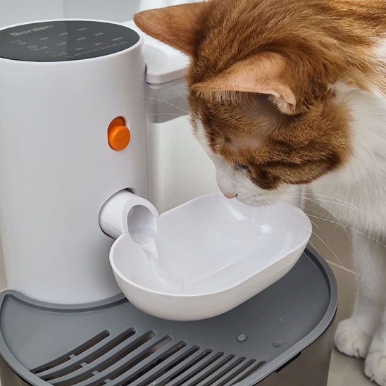 Fontaine a eau chat 3L avec filtration et cascade