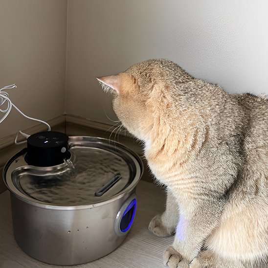 Fontaine à eau chat transparente pour chat avec capteur de mouvement 