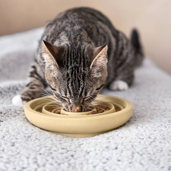 Gamelle anti glouton chat céramique design spirale pour digestion lente