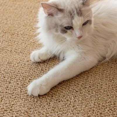 chat sur Tapis griffoir chat couleur camel