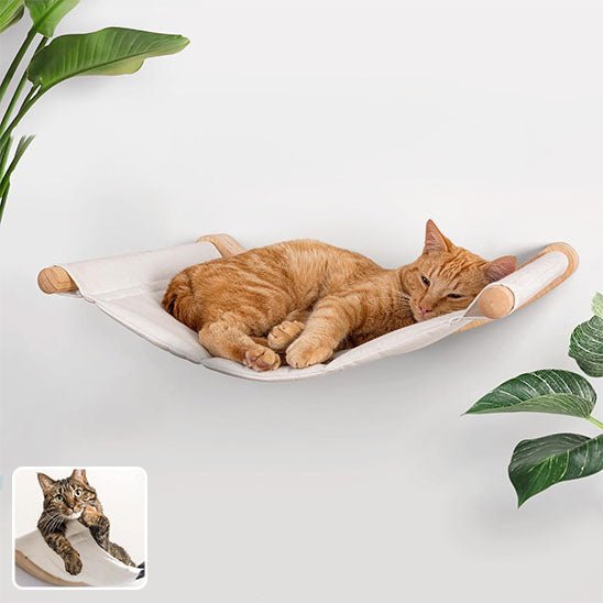 chat endormi hamac chat