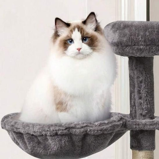 hamac pour chat accesoires