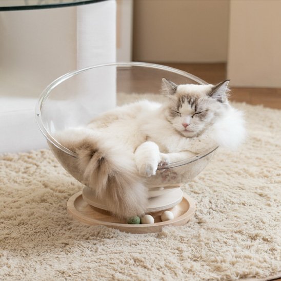 Chat confortable dans un panier douillet - Accessoires pour chat 