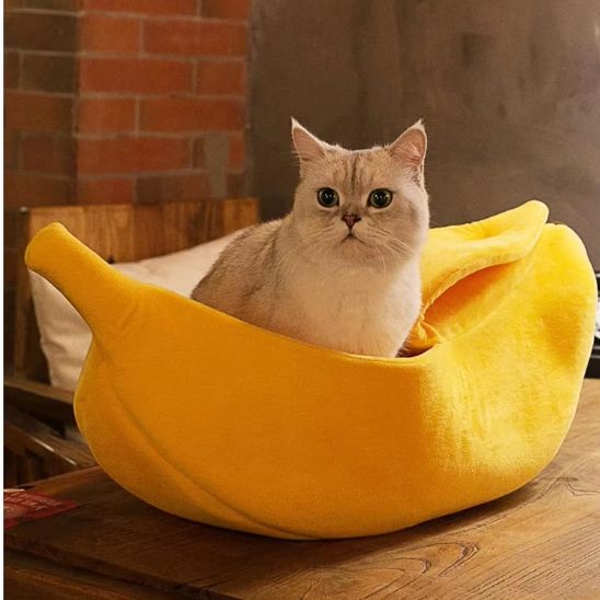 chat dans niche chat couleur jaune