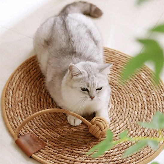 Tapis griffoir chat avec jouet intégré